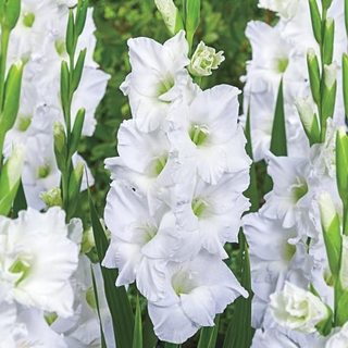 แกรนดิโอลัส (Gladiolus) หรือดอกซ่อนกลิ่นฝรั่ง สีขาว 10หัว/ชุด