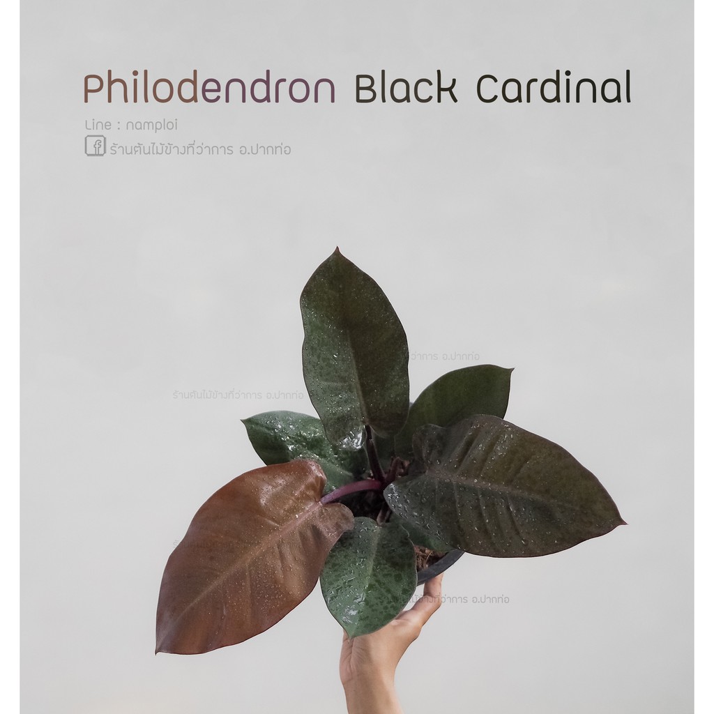 แบล็คคาดินัล แบล็คคาร์ดินาล แบล็คคาดินาล Philodendron Black Cardinal