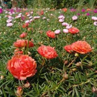คุณนายตื่นสายกลีบซ้อน 20 สีกิ่งพันธุ์ เลือกสีได้ แยกสีให้จ้า