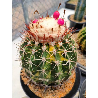 Cake Cactus Farm เมล็ดเมโลแคคตัสด่าง Melocactus curvispinus variegated