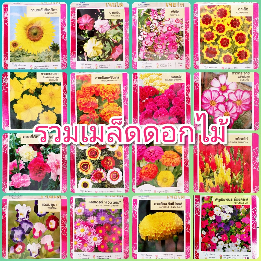 เมล็ดพันธุ์ดอกไม้ เจียไต๋ เมล็ดดอกไม้ chia tai ดอกไม้เจียไต๋ ดอกดาวเรือง ทานตะวัน บานชื่น ดาวกระจาย ซันไบร์ท ทาตะวันแคระ