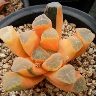 Haworthia maughanii variegated 30เมล็ด.-129