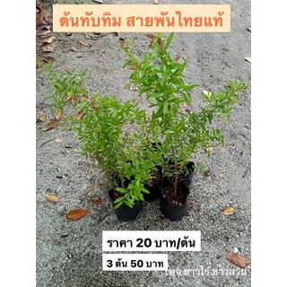 ต้นทับทิม สายพันธุ์ไทยแท้