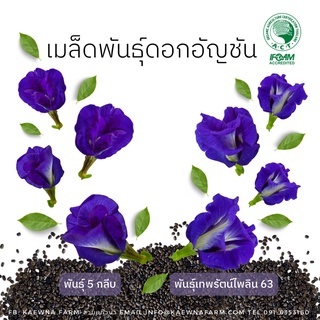 เมล็ดดอกอัญชันอินทรีย์ พันธุ์เทพรัตน์ไพลิน 63 มาตรฐาน IFOAM ชุดละ 50 เมล็ด