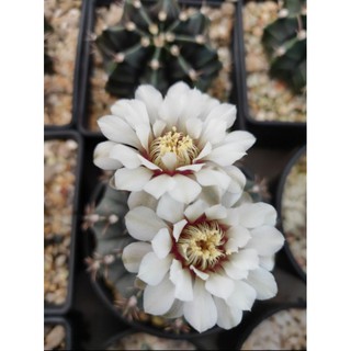 กระบองเพชร แคคตัส (Cactus) ยิมโนออกโซ(Gymnocalycium ochoterenae)