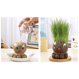 ตุ๊กตาหัวหญ้า ต้นไม้หญ้า สำหรับปลูกให้เต่ากิน หญ้าแมว ตกแต่งตู้เต่า