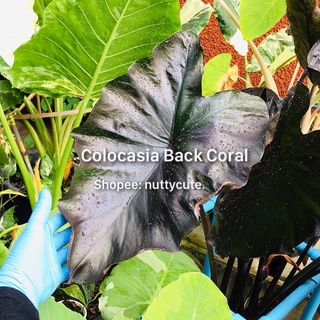 Colocasia Back Coral แบล็คโครอล