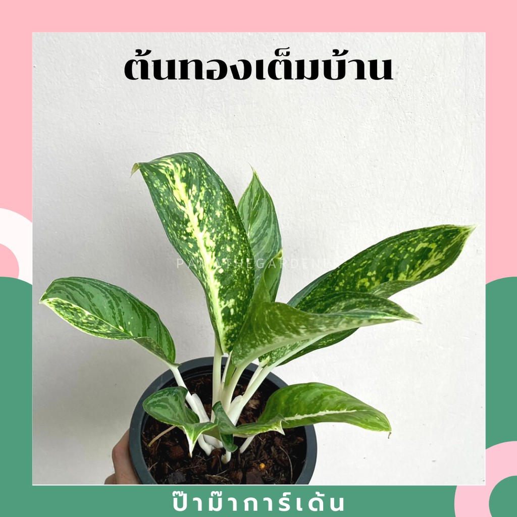 ต้นทองเต็มบ้าน อโกลนีมา มาในกระถางพร้อมตั้ง