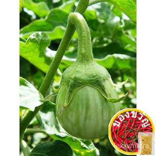 เมล็ดมะเขือเปราะ เจ้าพระยา eggplant ตราภูเขาทอง ขนาด50กรัมและ3กรัม เมล็ดมะเขือเปราะเจ้าพระยา เมล็ดมะเขือ เมล็ดพันธุ์มะเข