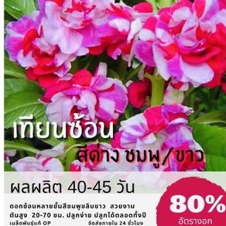 เมล็ดพันธุ์ ดอกเทียนซ้อนด่าง 100 เมล็ด ดอกเทียนด่าง ชมพู/ขาว ✅ราคาถูก🪴ปลูกง่าย ดอกสวยมาก🔥ซื้อ10แถม1 คละได้🔥