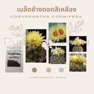 เมล็ดกระบองเพชร เมล็ดแคคตัส  เมล็ดช้างดอกสีเหลือง Coryphantha cornifera 10 เมล็ด