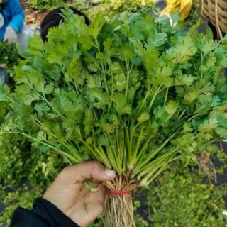 เมล็ดผักชี 10 กรัม ห่อใหญ่ได้เยอะ งอกดีมาก[5เเถม 1คละได้] ผักชีไทย