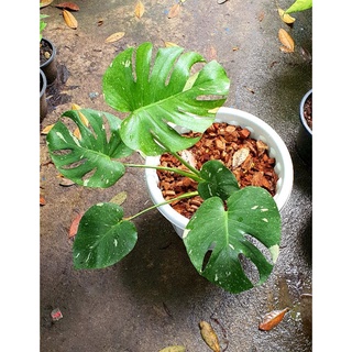 Monstera thaiconstellation(ด่าง)