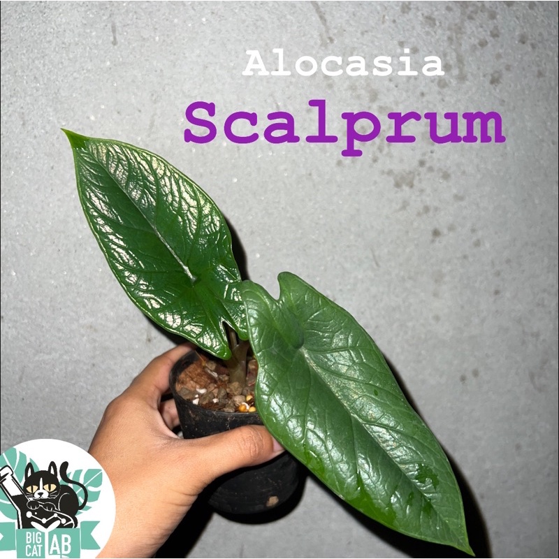 Alocasia Scalprum อโลคาเซีย สคัลปรัม เลือกต้นได้