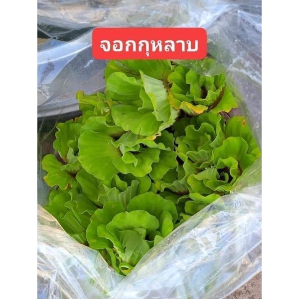 ดอกจอกกุหลาบ จอกแหน แพ็คน้ำหนัก 500 กรัม อาหาร กุ้ง หอยปู ปลา