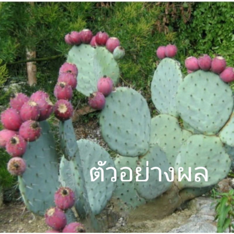 โอพันเทีย ไจแอนท์ โรบัสต้า Opuntia Robusta-Giant ตัดสด