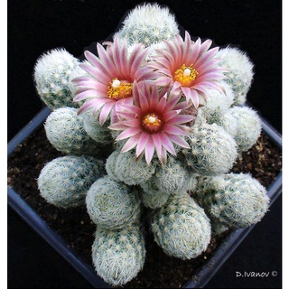 เอสโคบาเรีย (Escobaria Sneedii) กระบองเพชร แคคตัส​ cactus​ [ส่งทั้งกระถาง!!]