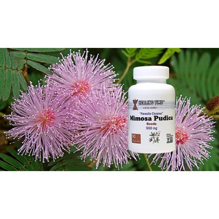 ส่งจากไทยคะMimosa Pudica Seeds 700mg (90 VegCap) เมล็ดไมยราบ(เมล็ดหญ้างับ)700มิลลิกรัมDietary Supplement- Kills parasite