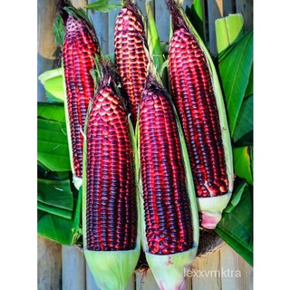 Purple Corn Seeds - Purple Lady (High Yield /Easy to plant)-35pcsเมล็ด/กางเกง/พาสต้า/เสื้อ/คื่นฉ่าย/ผักชี/สวน/ผักกาดหอม/