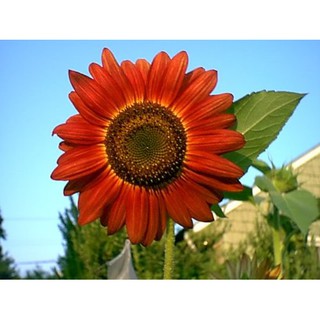 เมล็ด ทานตะวัน สีแดง - RED SUN SUNFLOWER