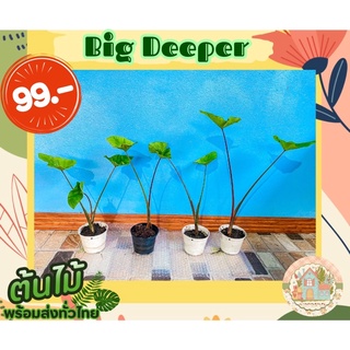 🌱Colocasia Big Deeper🌱สั่งขั้นต่ำ 3 ต้นขึ้นไป คละชนิดได้จ้า