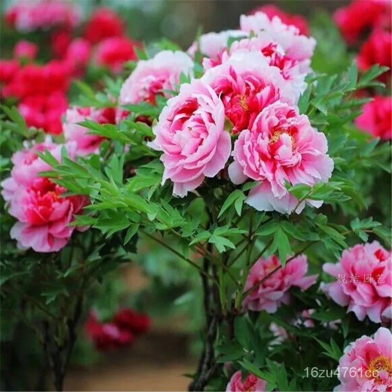 My Image 5