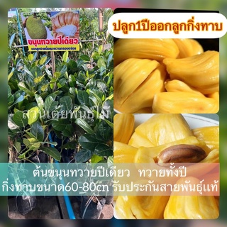 ต้นขนุนทวายปีเดียวปลูก1ปีได้ลูกเนื้อหนา 🌳ต้นเตี้ยก็ออกลูกทวายทั้งปีกิ่งทาบขนาด80-100cn รับประกันสายพันธุ์เเท้