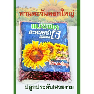 เมล็ดทานตะวัน ปลูกดูดอก ทานตะวันแปซิฟิก อะควอร่า ดอกใหญ่ Sun flower seed  แบ่งขายตามน้ำหนักไม่ใช่นับเม็ด