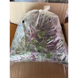 🍃หญ้าไผ่น้ำพร้อมส่ง🍃 ตัดยอดสด ติดราก ปลอดสารเคมี นำไปต้มดื่มได้ทันที