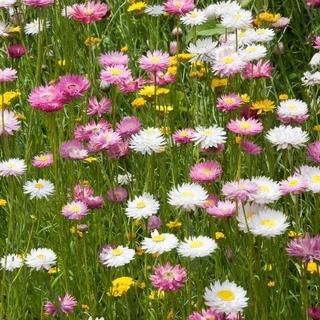 ดอกกระดาษออสเตรเลีย(โรเดนที) คละสี 300 เมล็ด Rhodanthe / Paper Daisy Mixed