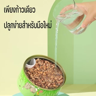 พร้อมส่ง！！หญ้าแมว ออร์แกนิค ต้นอ่อนข้าวสาลี ต้นข้าวสาลี สำหรับสัตว์เลี้ยง ต้นหญ้าแมวพร้อมทาน ส่งเสริมการย่อยอาหาร