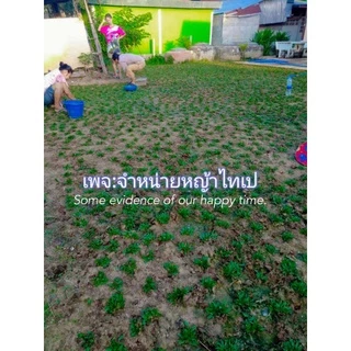 หญ้าไทเป ชุด6ตารางเมตร (หญ้าล็อตใหม่)