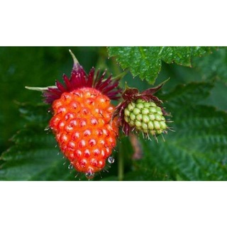 เมล็ดพันธุ์แซลมอนเบอร์รี่/Salmonberry  เมล็ดพันธุ์แท้ นำเข้าจากต่างประเทศ