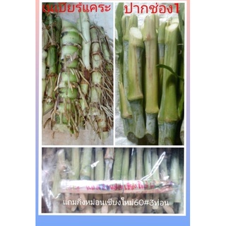 ท่อนพันธุ์หญ้าเนเปียร์ แพ็ค70ท่อน คละขนาด หญ้าเนเปียร์แคระ,ปากช่อง1 แถมกิ่งหม่อนเชียงใหม่60#5กิ่ง