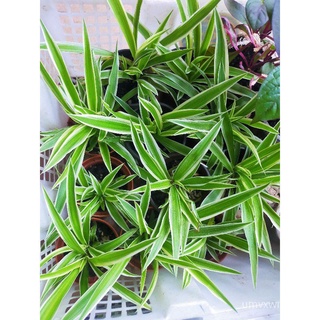 Chlorophytum/蜘蛛兰(Spider Plant/Chlorophytum comosum)花园/男装/seeds/母婴/玫瑰/香菜/裙子/苹果/文胸/通心菜/ 3FXF