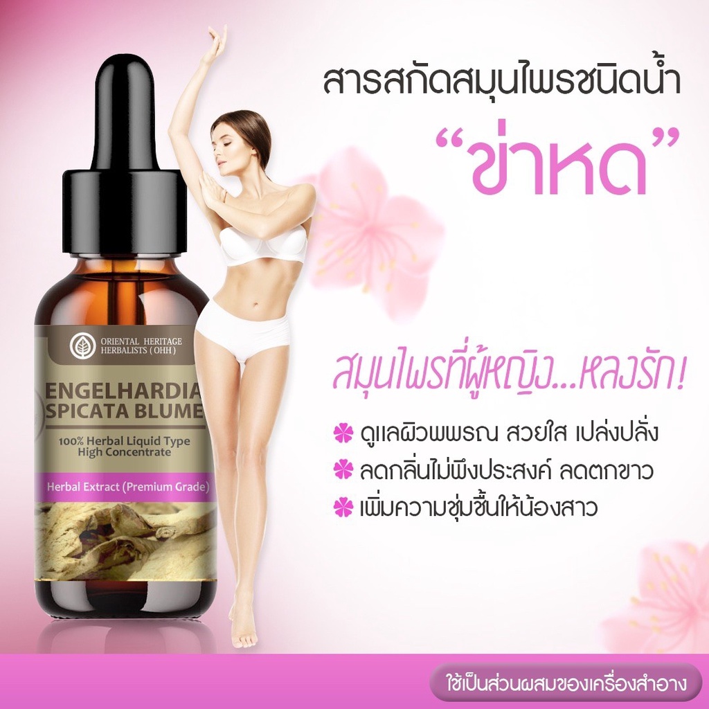 สารสกัดสมุนไพร ข่าหด (Engelhardia Spicata Blume) เข้มข้นสูง ชนิดน้ำ ขนาด 25 มล. ราคา ถูกที่สุด ดีลบีเคเค แกลเลอรีภาพที่ 4