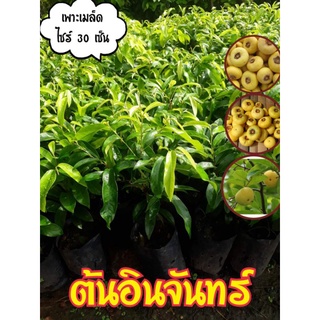 ต้นอินจันทร์ ผลไม้โบราน