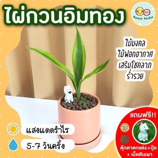 ไผ่กวนอิมทอง กระถางเซรามิค 3 นิ้ว [แถมฟรี! เม็ดดินเผา + ปุ๋ย + ตุ๊กตาตกแต่ง] ไม้มงคลนำโชค ไม้ฟอกอากาศ ต้นไม้น้ำ ไม้มงคล