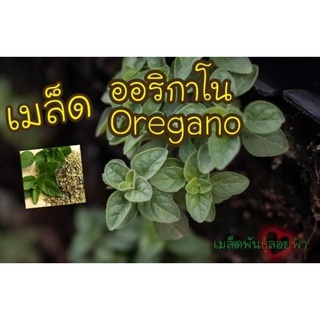 เมล็ดพันธุ์ ออริกาโน 500 เมล็ด Oregano เมล็ดพันธุ์แท้ นำเข้าจากต่างประเทศ