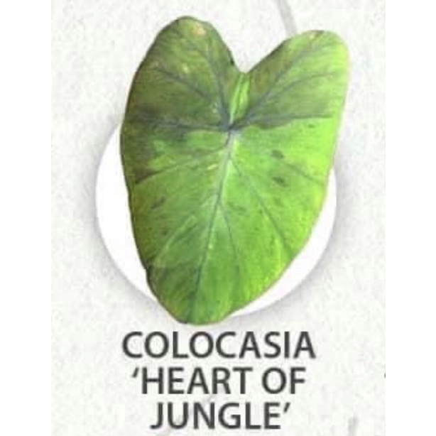 Colocasia Heart of Jungle ฮาร์ทออฟจังเกิล บอนหัวใจแห่งป่า ใบด่างสวย จัดส่งตัดใบห่อตุ้มราก