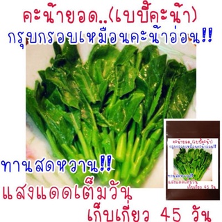 เมล็ด​พันธุ์​ คะน้ายอดไต้หวัน​(เบบี้คะน้า)​ 500-800 เมล็ด