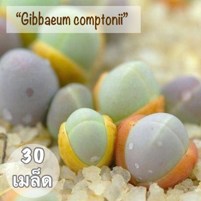 เมล็ดพันธุ์ ไม้อวบน้ำ "Gibbaeum comtonii" 30 เมล็ด