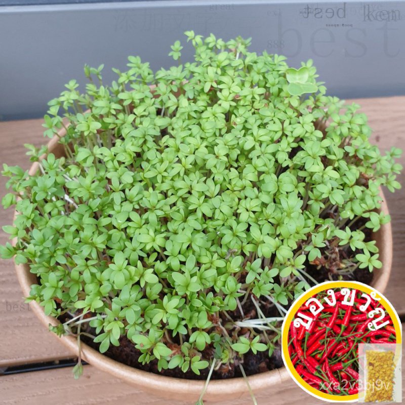 หยิกCress Microgreen / Vegetable Seeds (5g/25g/50g/100g) เสื้อ/แม่และเด็ก/เมล็ด/ผักกาดหอม/มะละกอ/ผัก