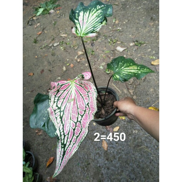 My Image 5