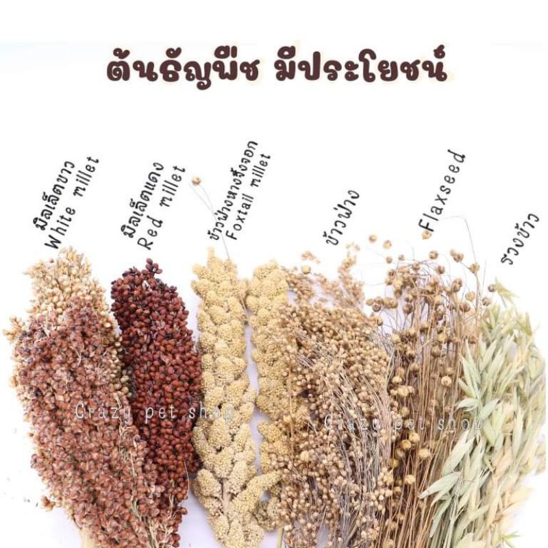 crazy pet shop🐹Flaxseed มิลเล็ตขาว/แดว ข้าวฟ่าง รวงข้าว ธัญพืช สำหรับแฮมสเตอร์
