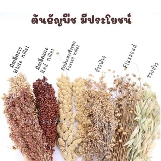 crazy pet shop🐹Flaxseed มิลเล็ตขาว/แดว ข้าวฟ่าง รวงข้าว ธัญพืช สำหรับแฮมสเตอร์