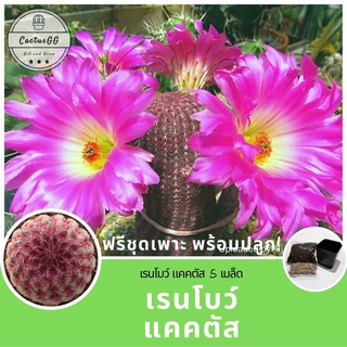 ฟรีชุดเพาะ + เรนโบว์แคคตัส Echinocereus pectinatus v. rubispinus (5 Seeds)