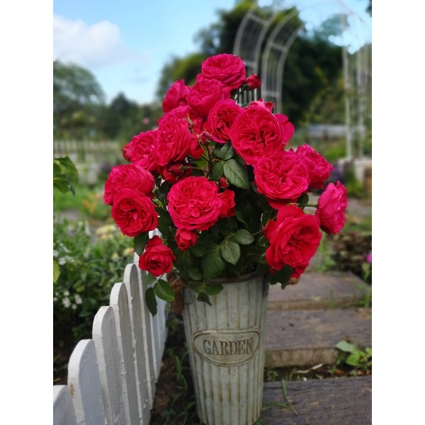 กุหลาบเลื้อยRedEdenRoseจัดโปรพิเศษต้นตัดแต่ง