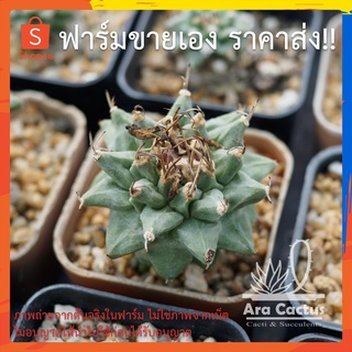 สวนขายเอง! เทอบิอะลอนซอย Turbinicarpus alonsoii ไซส์กระถาง 2 นิ้ว แคคตัส กระบองเพชร ต้นไม้ประดับ อวบน้ำ  แคนตัส