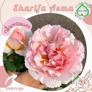 Flower Garden F555 กุหลาบ Sharifa Asma ❤️ดอกหอมแรง!!